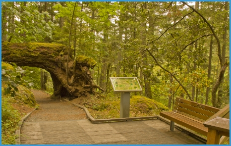 ElsieKingTrailInterpretiveNode0114